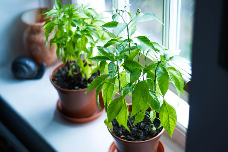 Plante verte d'intérieur en pot — interflora végétal
