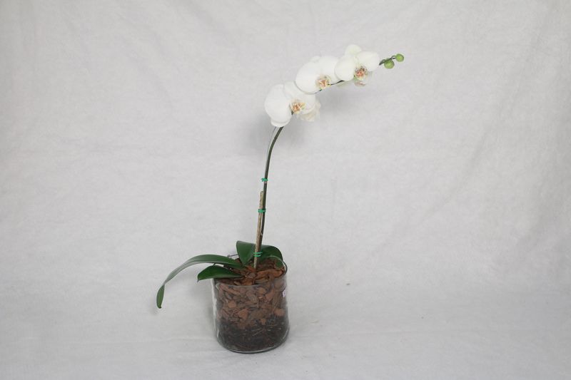 Orchidée blanche en pot — cadeau interflora élégant
